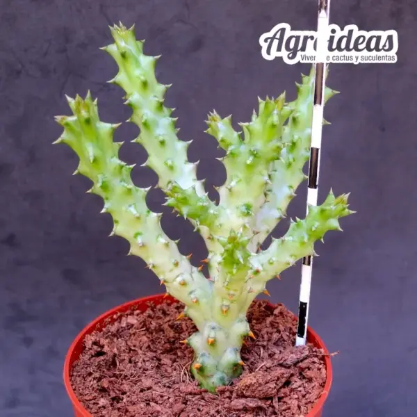 Edithcolea grandis - Imagen 2