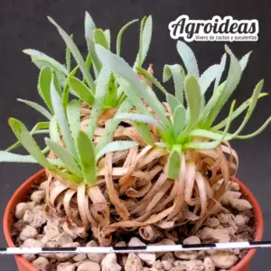 Othonna retrorsa