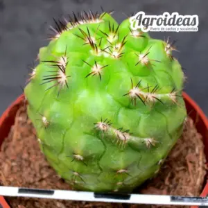Copiapoa híbrida cv. "Tourbillon"