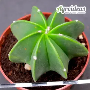 Astrophytum multicostatum var. nudum