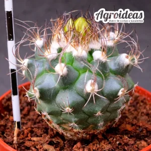 Turbinicarpus lausseri