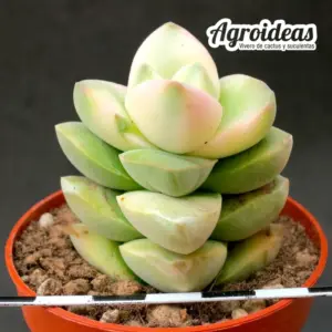 Crassula moonglow "variegata"