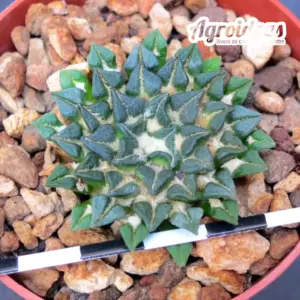 Ariocarpus kotschoubeyanus "Ejemplar 14 años"