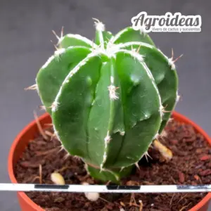 Astrophytum «Hakujo»