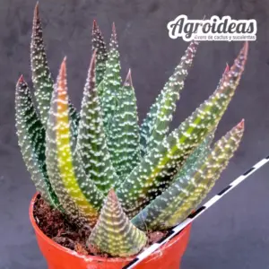 Gasterhaworthia "Royal Higness" variegata
