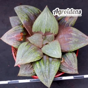Haworthia X cv. "Titanic"