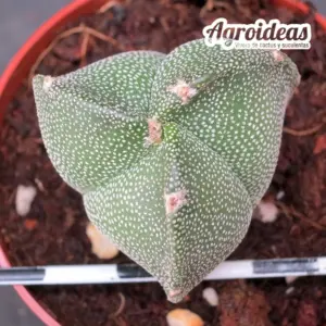 Astrophytum "Tricostatum"