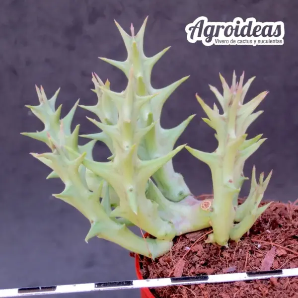 Orbea maculata ssp. maculata - Imagen 2