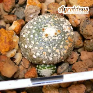 Blossfeldia liliputana