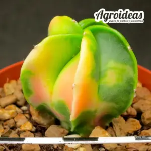 Astrophytum myriostigma "Variegata"