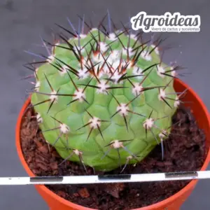 Copiapoa X cinerea