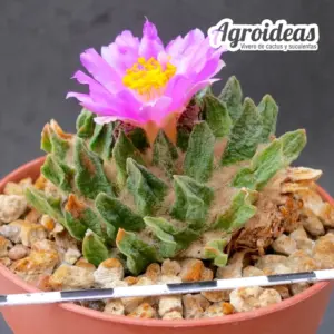 Ariocarpus scapharostrus "Ejemplar 12 años"