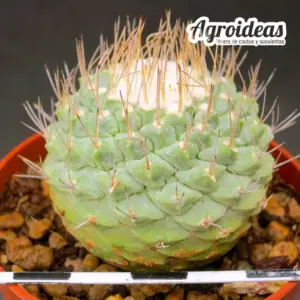 Strombocactus disciformis 006LA-STDI119