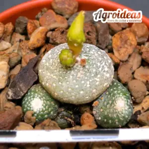 Blossfeldia liliputana