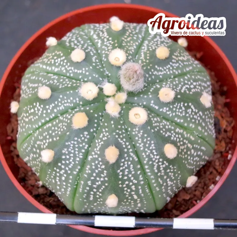 Astrophytum asterias cv. Akabana - Imagen 2