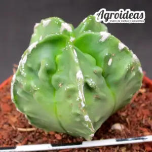 Astrophytum fukuryu & hakujo var. nudum
