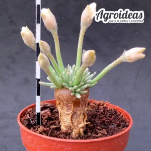 Avonia quinaria ssp. alstonii Platbakkies "flor blanca" Selección