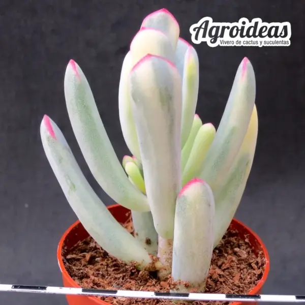 Cotyledon orbiculata var. oophylla "variegata"