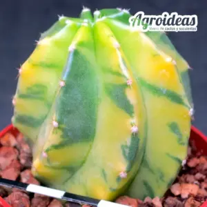 Echinocereus subinermis «variegata»