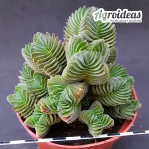 Crassula "Templo de Buda" M-11 cm