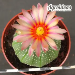 Astrophytum asterias "AKABANA"