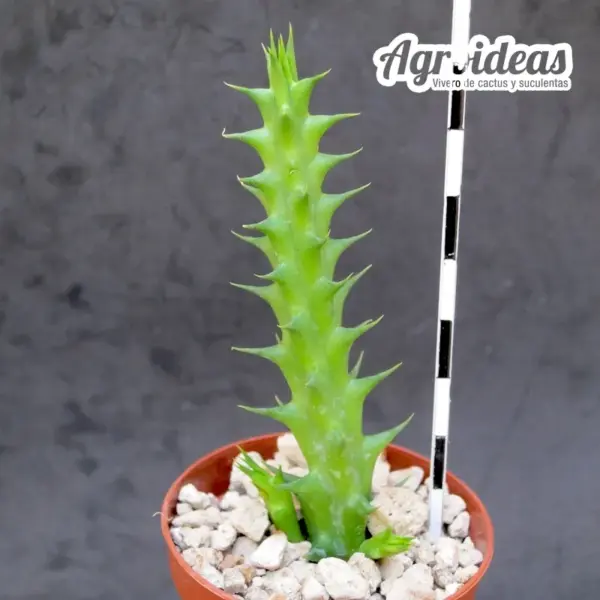 Huerorbea "GHI" - Imagen 2