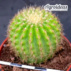 Uebelgarthia sp.
