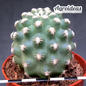 Pygmaeocereus bieblii