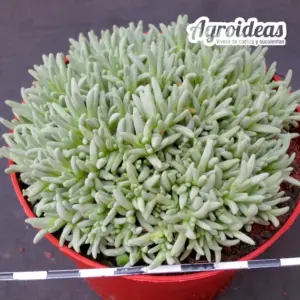 Delosperma sphalmanthoides M-11 cm