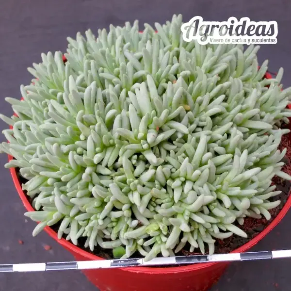 Delosperma sphalmanthoides M-11 cm