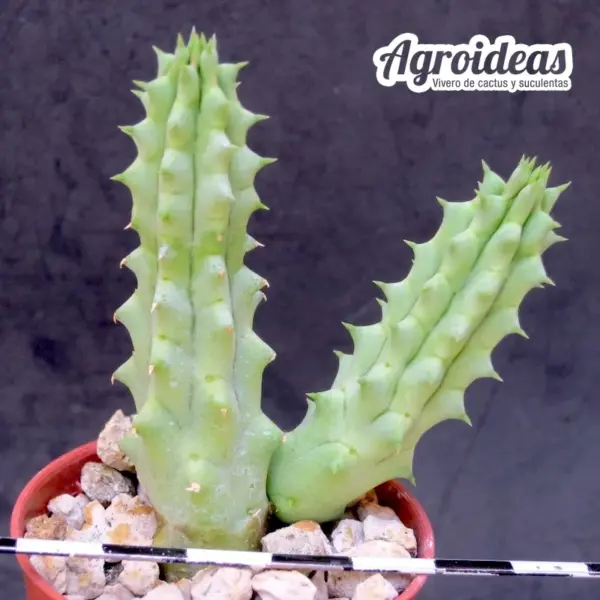 Lavrania haagnerae x Huernia whitesloaneana - Imagen 2