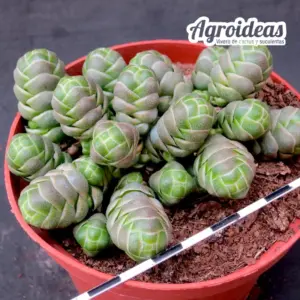 Crassula barklyi "M-11 cm"