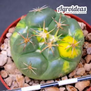 Coryphantha elephantidens "variegata"