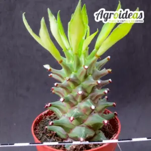 Monadenium schubei "Tanzania Red"