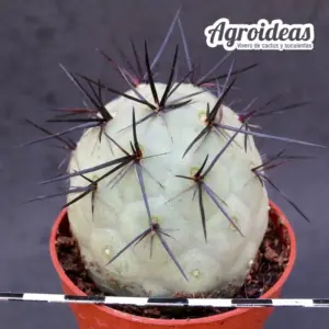 Tephrocactus geometricus "Diablo"