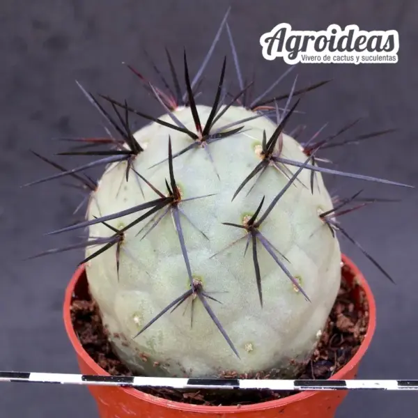 Tephrocactus geometricus "Diablo"