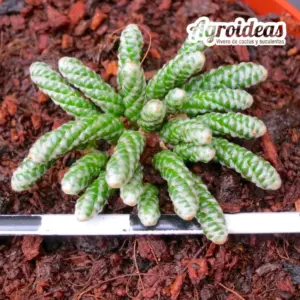 Avonia mallei