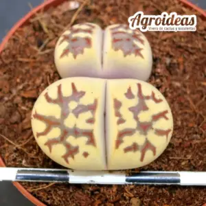 Lithops dorotheae "Zorro"
