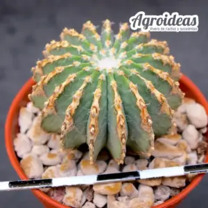 Geohintonia mexicana