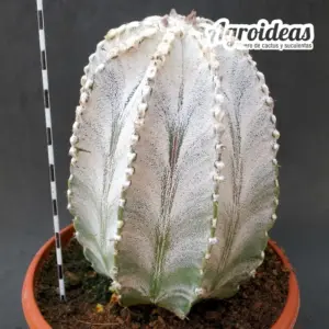 Astrophytum capricorne var. niveum "Gran Ejemplar"