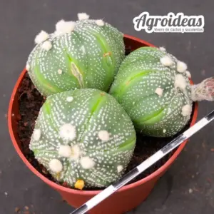 Astrophytum asterias "AKABANA" Selección
