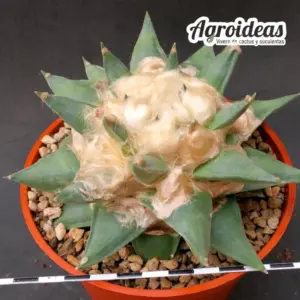 Ariocarpus retusus "Gran Ejemplar" M-13 cm