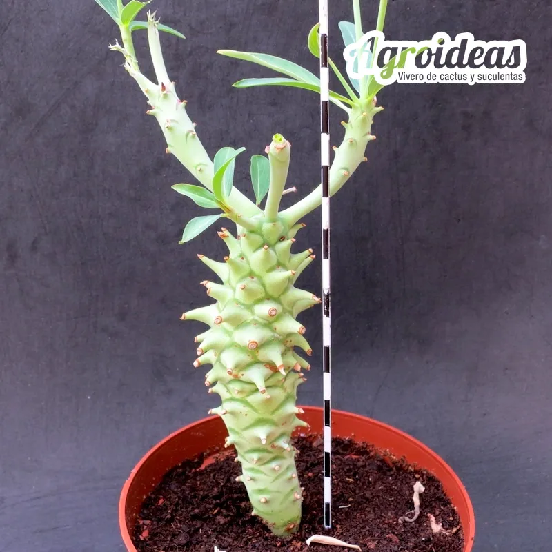 Euphorbia longituberculosa "ejemplar" - Imagen 2
