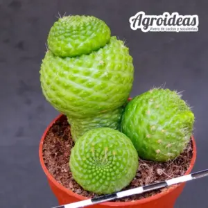 Rebutia krainziana "fr. nuda"