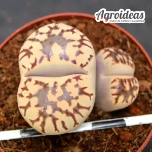 Lithops dorotheae "Zorro"