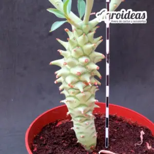 Euphorbia longituberculosa "ejemplar"