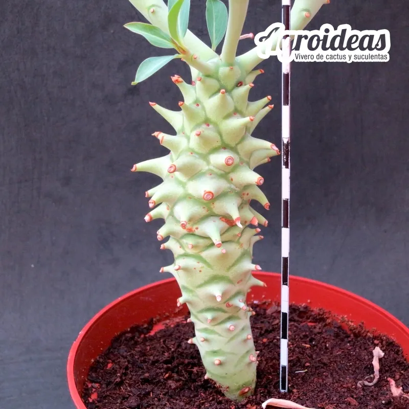 Euphorbia longituberculosa "ejemplar"