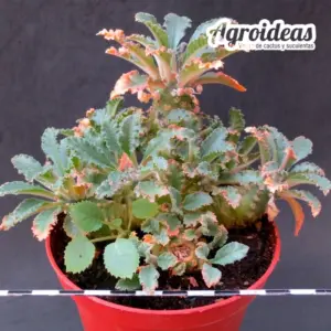 Dorstenia lavranii "Ejemplar 6 años"