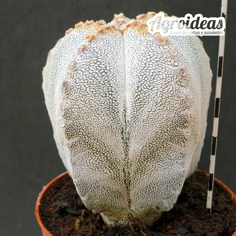 Astrophytum V-zuka "Ejemplar"