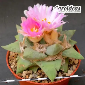 Ariocarpus retusus "fromdusus" Gran Ejemplar 10 años